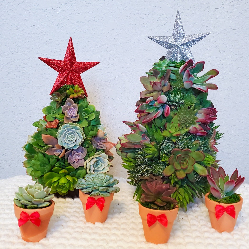 succulents christmas decor Teacher Christmas Succulent Gift Box