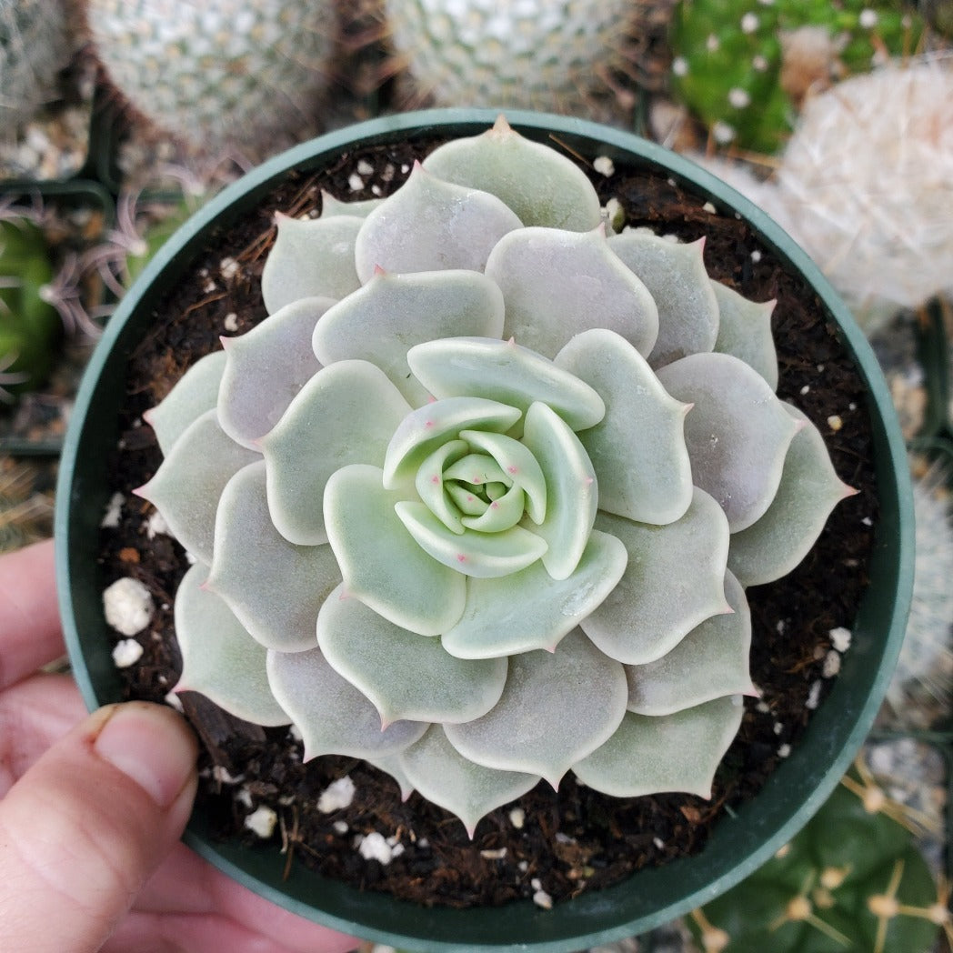 lola succulent Echeveria 'Lola'