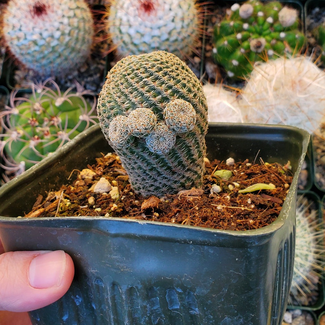 Echinocereus pectinatus 'Lace Cactus'  Rooted in Paradise Succulent Studio  – Rooted in Paradise Succulent Studio