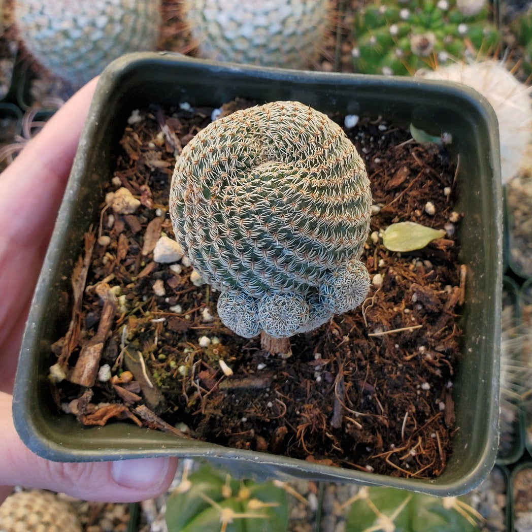 Echinocereus pectinatus 'Lace Cactus'