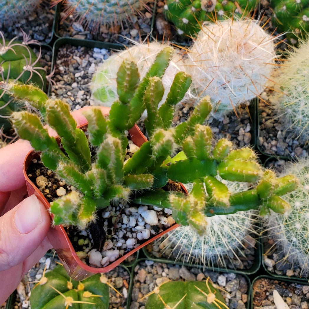Rhipsalis ewaldiana