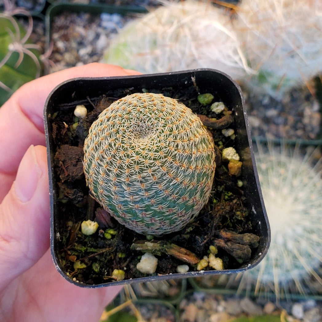 Echinocereus pectinatus 'Lace Cactus'
