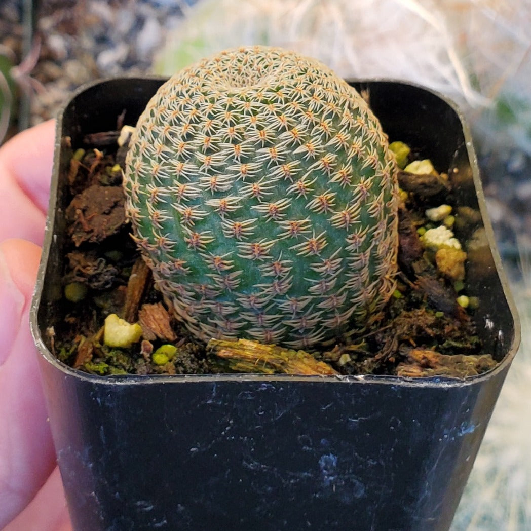Echinocereus pectinatus 'Lace Cactus'
