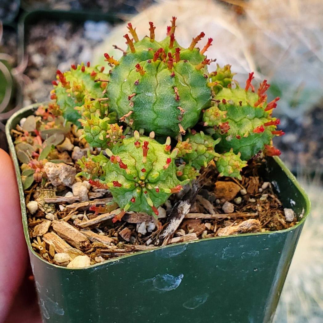 euphorbia monstrose succulent Euphorbia submammillaris