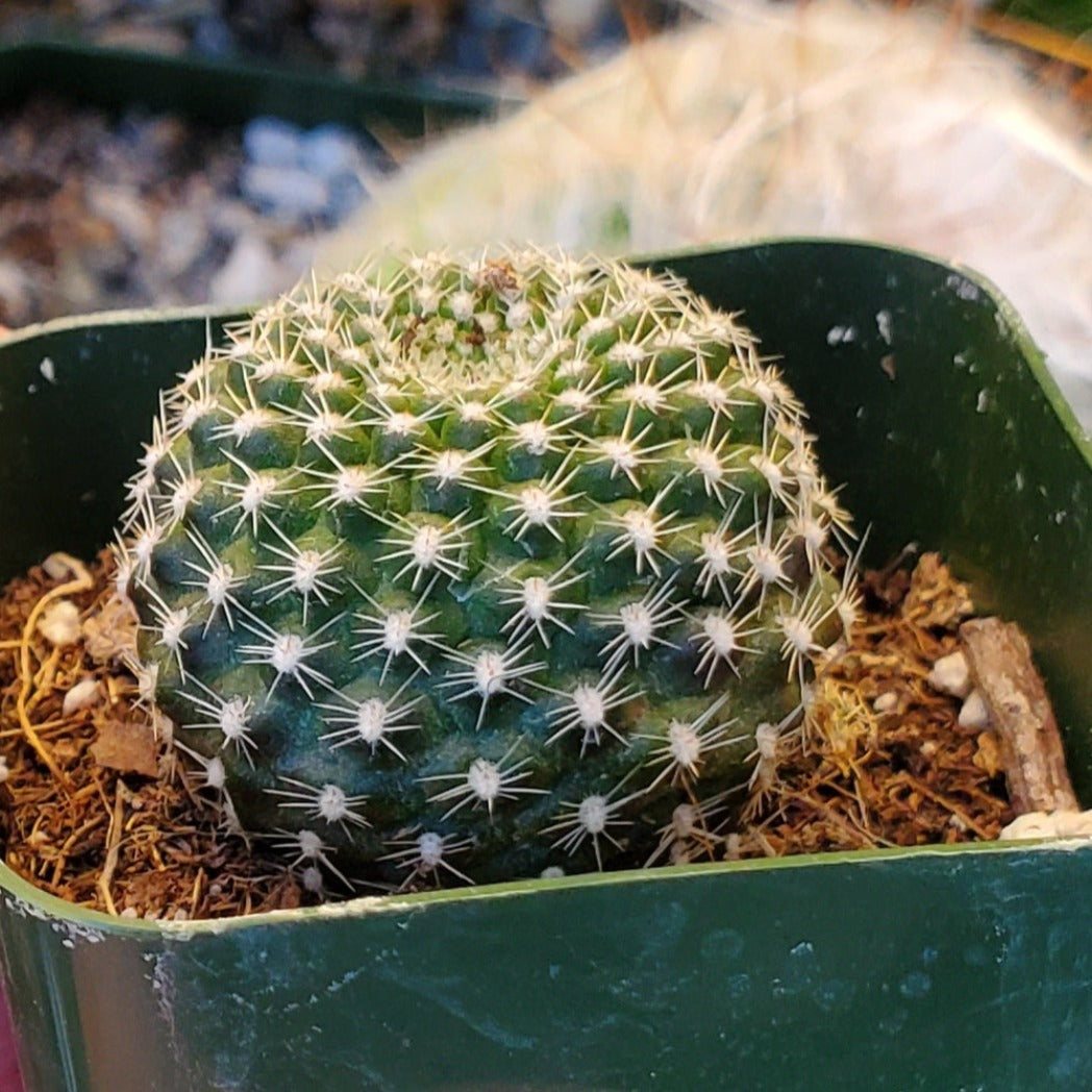 Rebutia krainziana