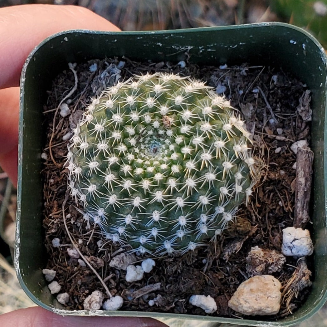 Rebutia krainziana