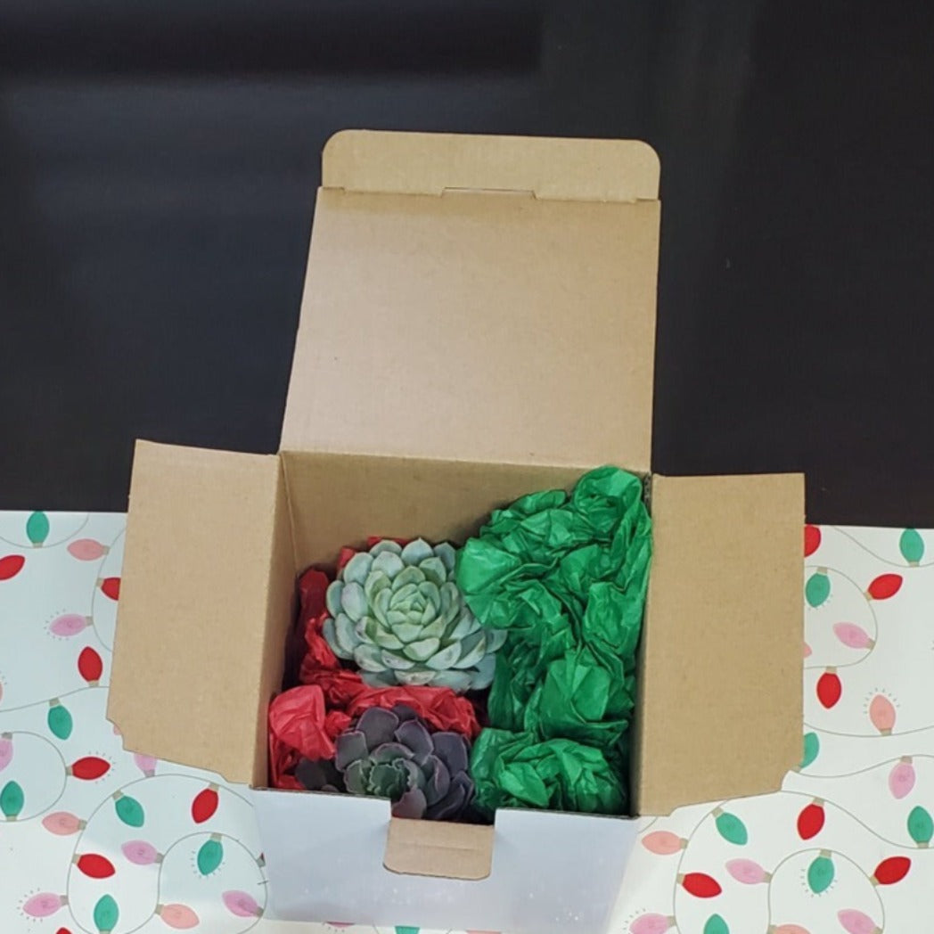 2 Succulent Subscription Box