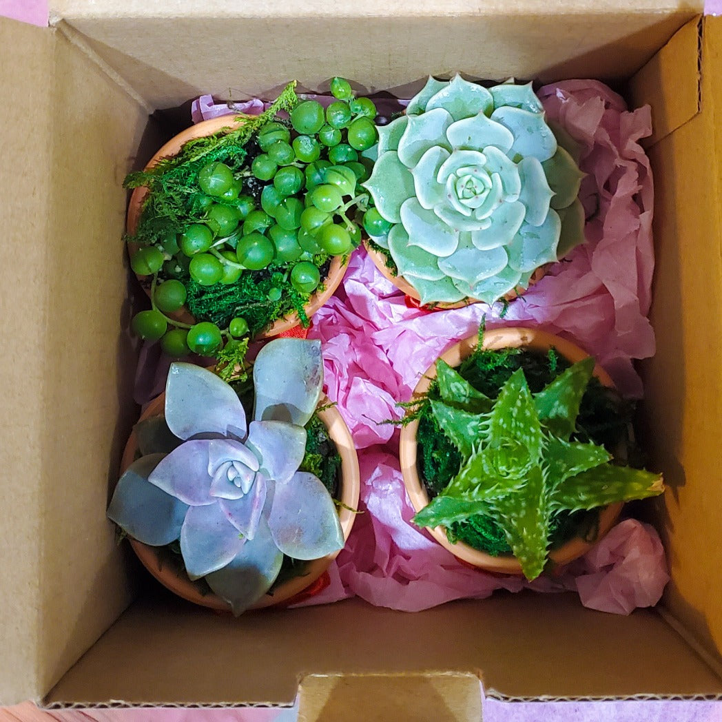 Valentine's Day Succulent Gift Box