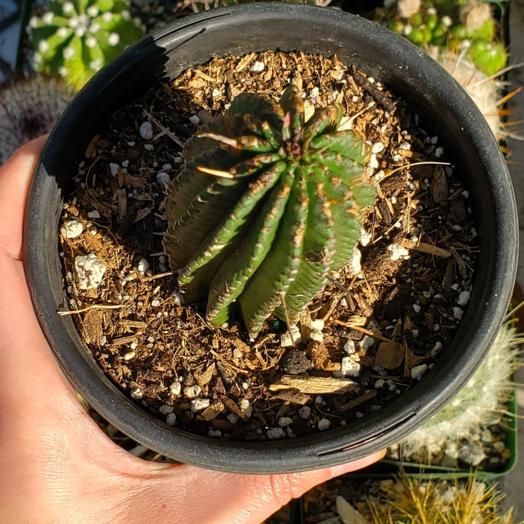 Euphorbia sp.