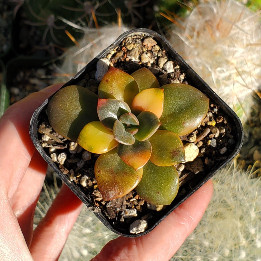 Echeveria 'Chroma'