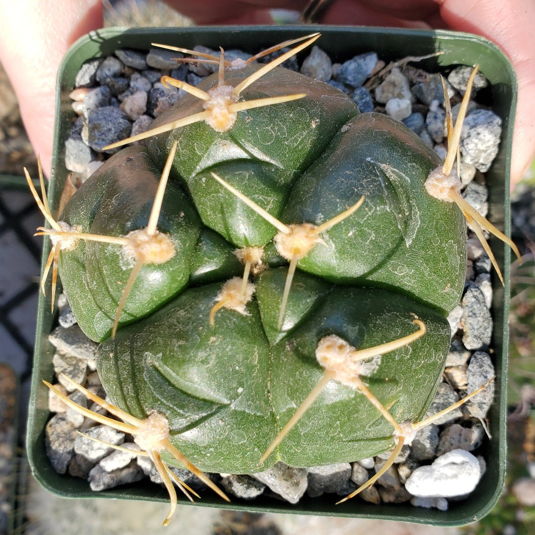 Gymnocalycium horstii 'Spider Cactus'