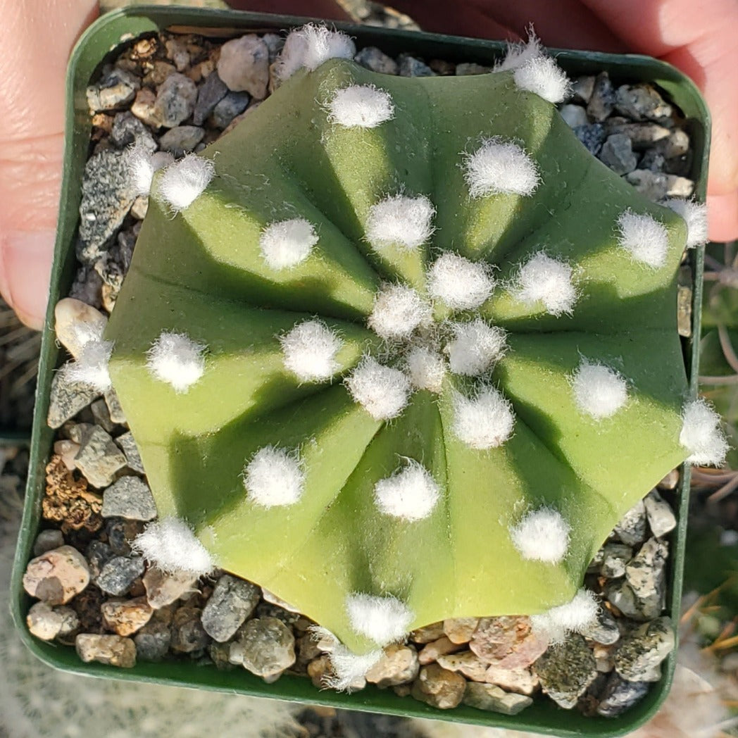 Echinopsis suddenudatum 'Domino Cactus'