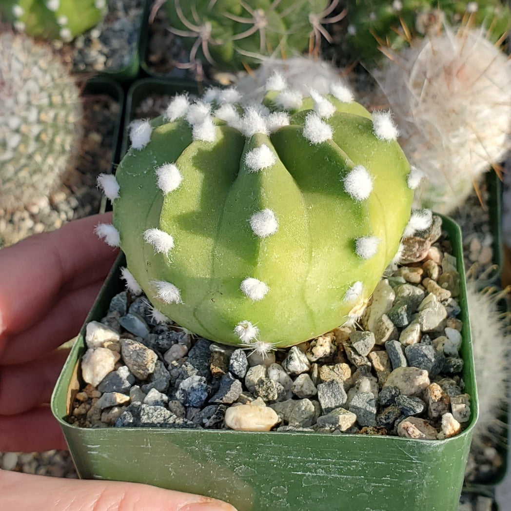 domino succulent Echinopsis suddenudatum 'Domino Cactus'