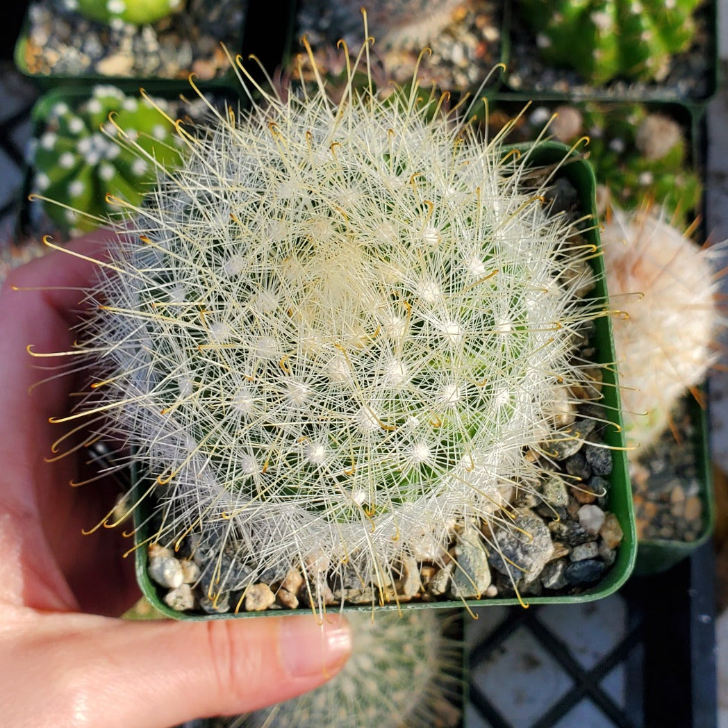 Mammillaria senilis