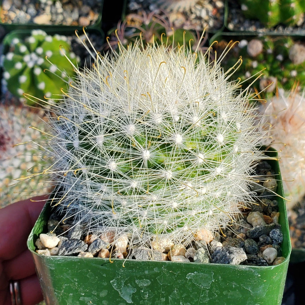 Mammillaria senilis