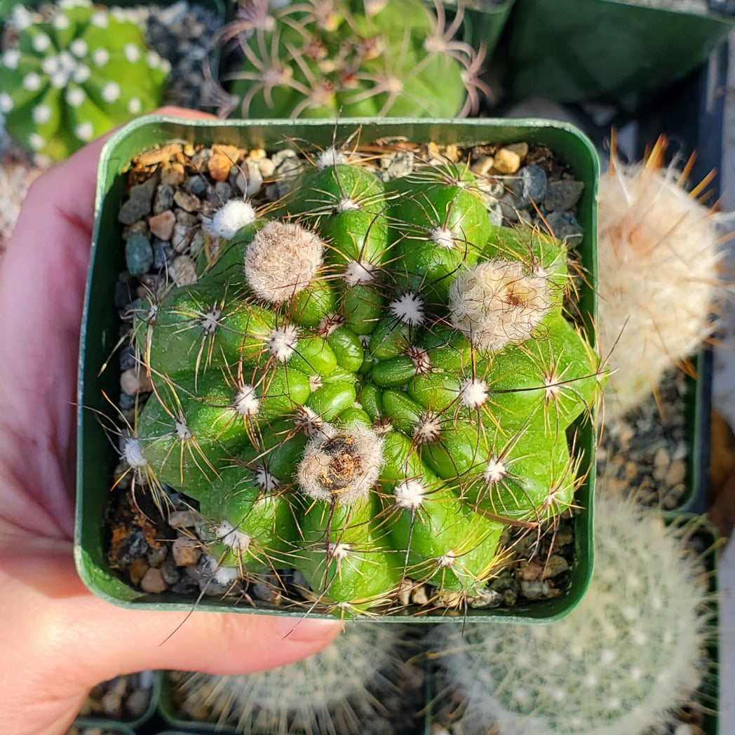 Gymnocalycium leeanum