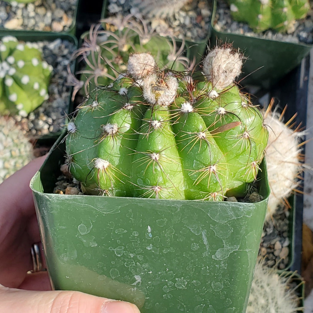 Gymnocalycium leeanum
