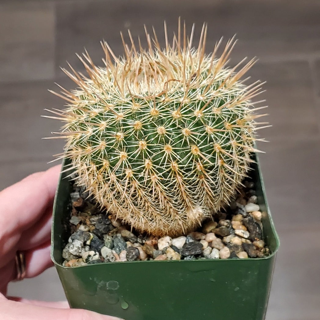 Notocactus schlosseri