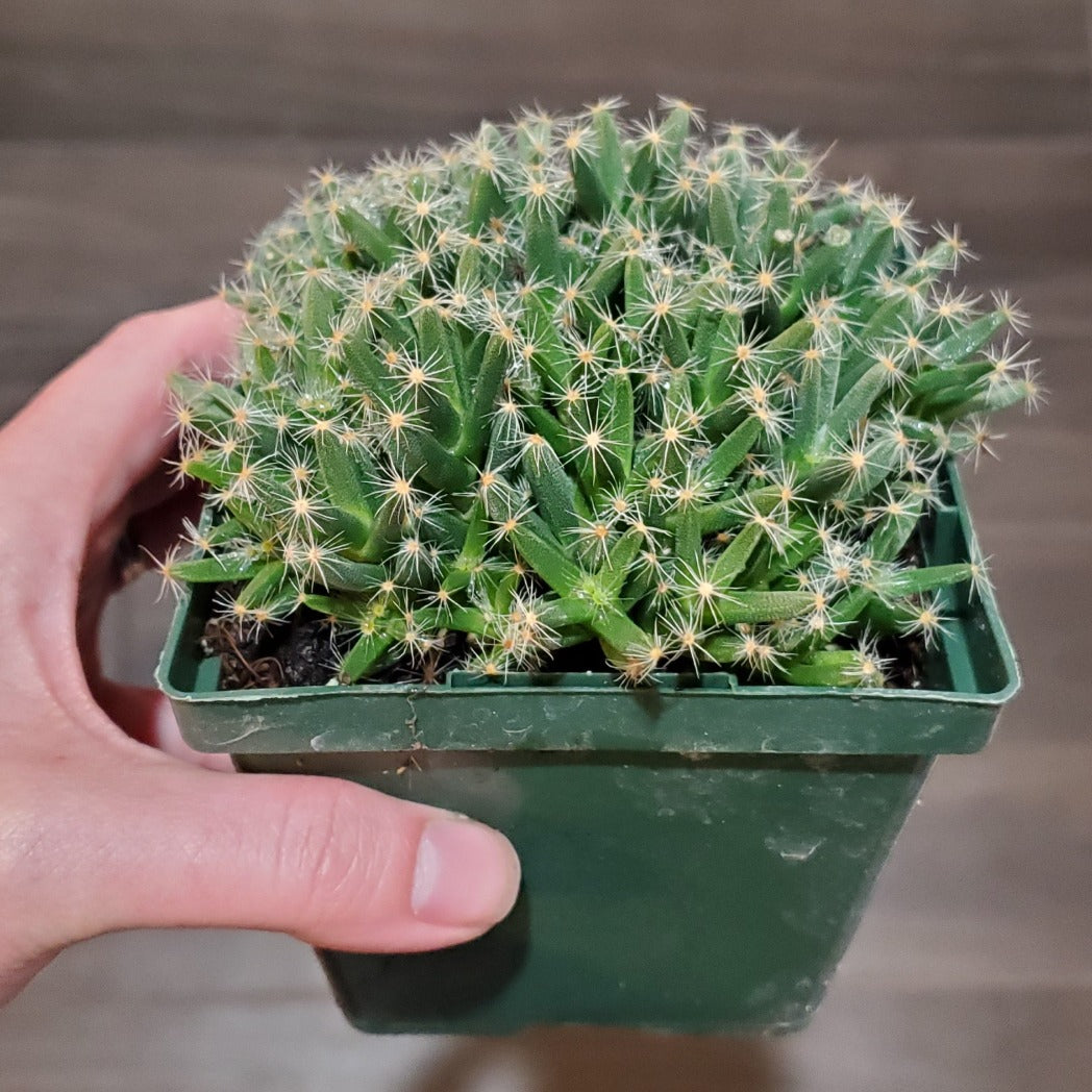 desert rose plant succulent Trichodiadema densum 'Mini Desert Rose'