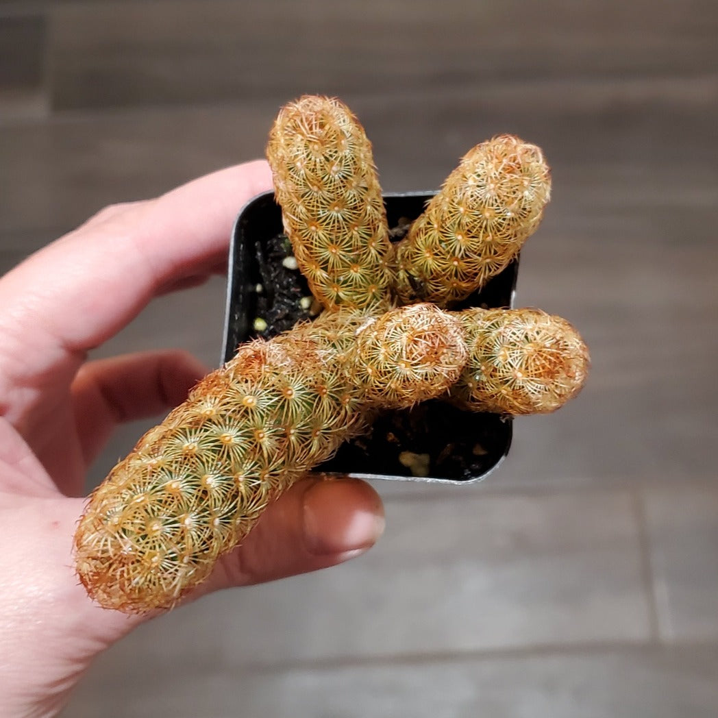 Mammillaria elongata 'Copper King'