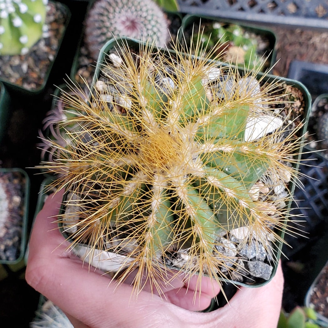 Parodia magnifica 'Balloon Cactus'