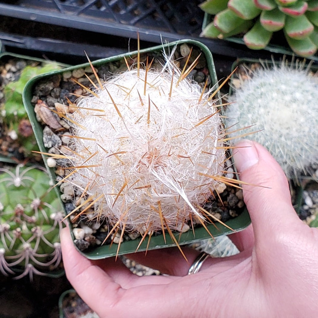 Oreocereus Trollii 'Old Man of the Andes'