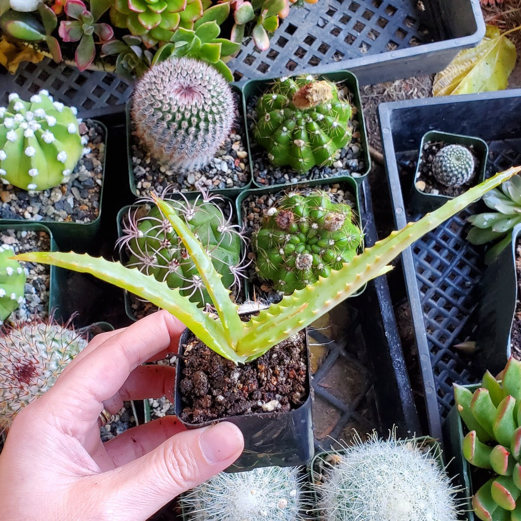 Aloe arborescens 'Candelabra Aloe'