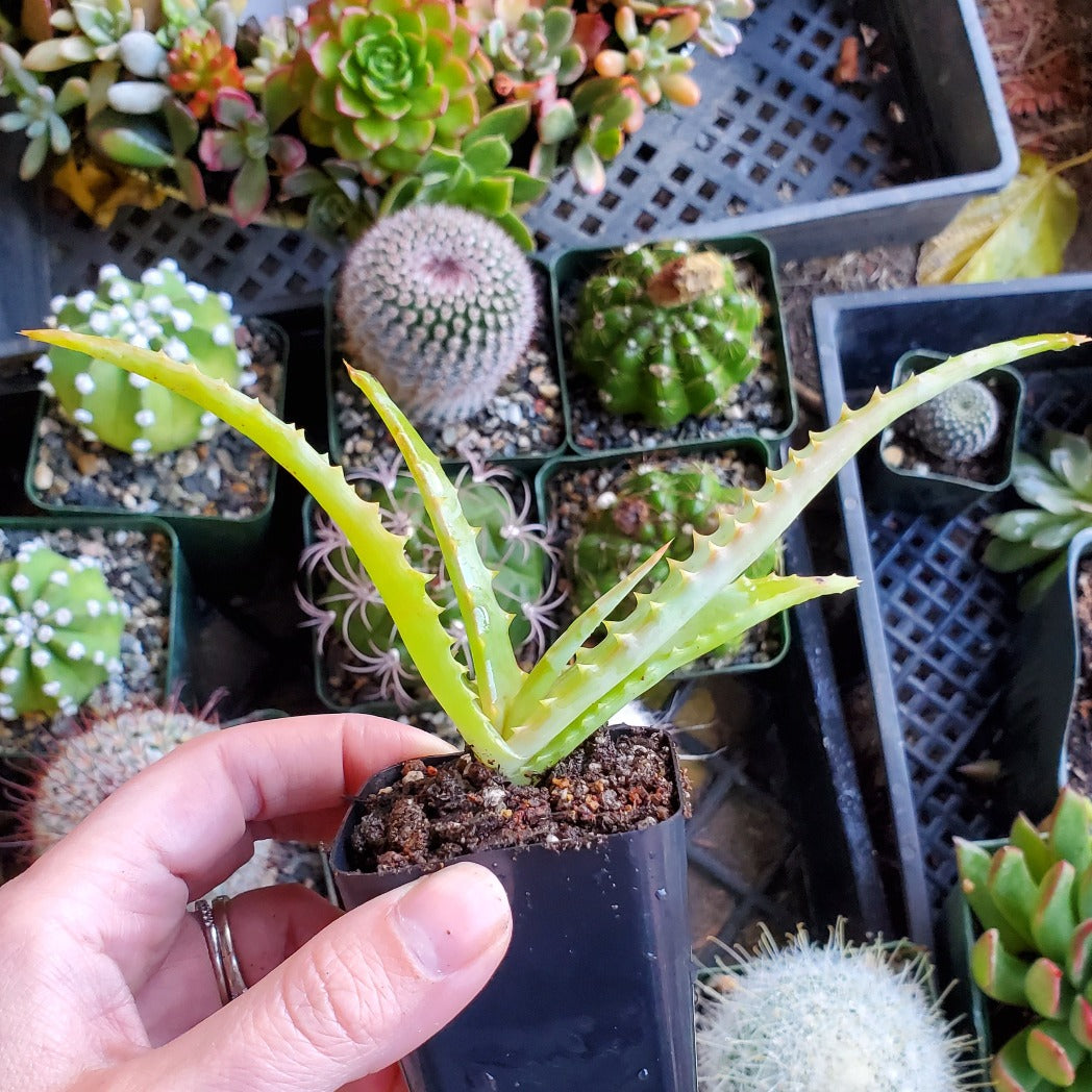 Aloe arborescens 'Candelabra Aloe'