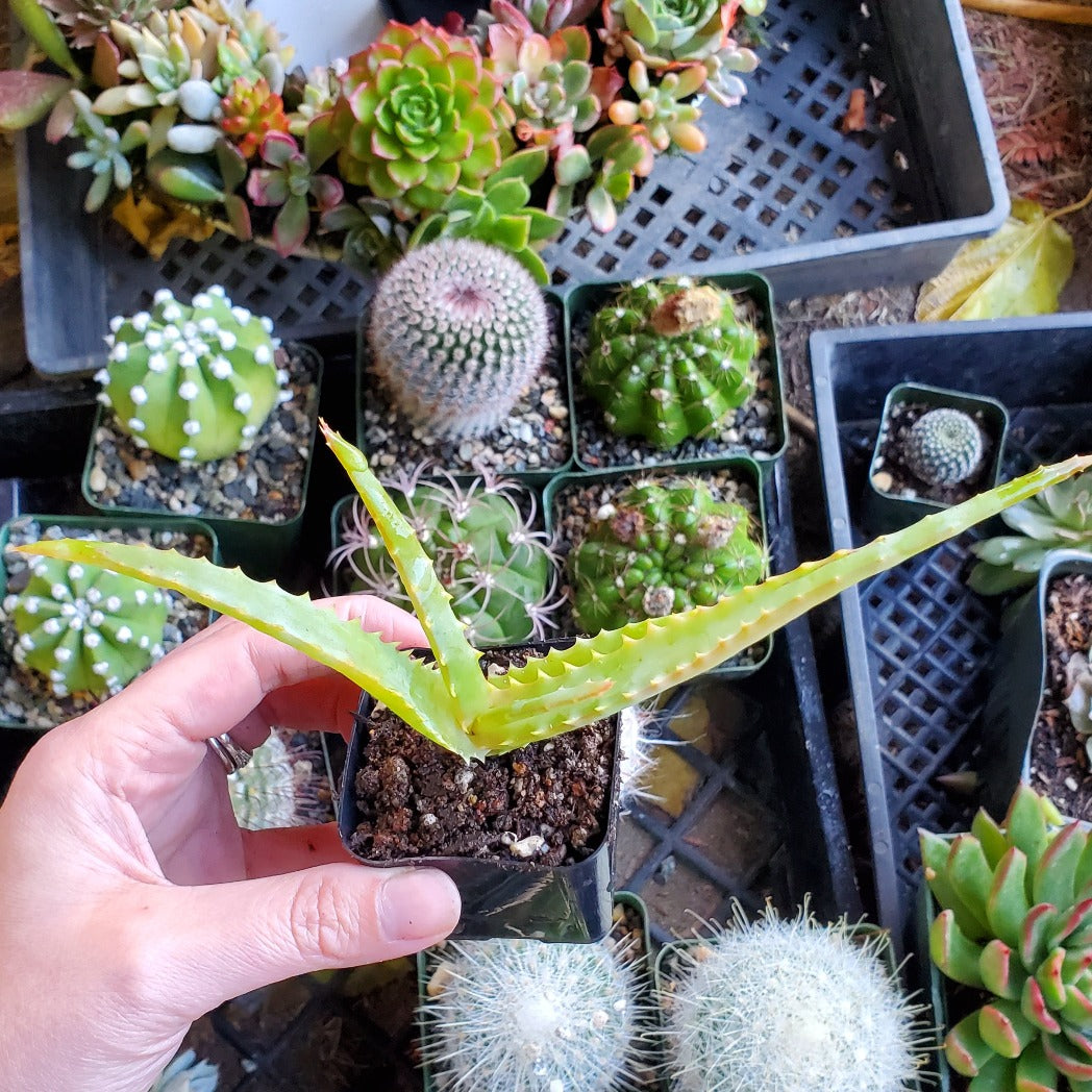 Aloe arborescens 'Candelabra Aloe'