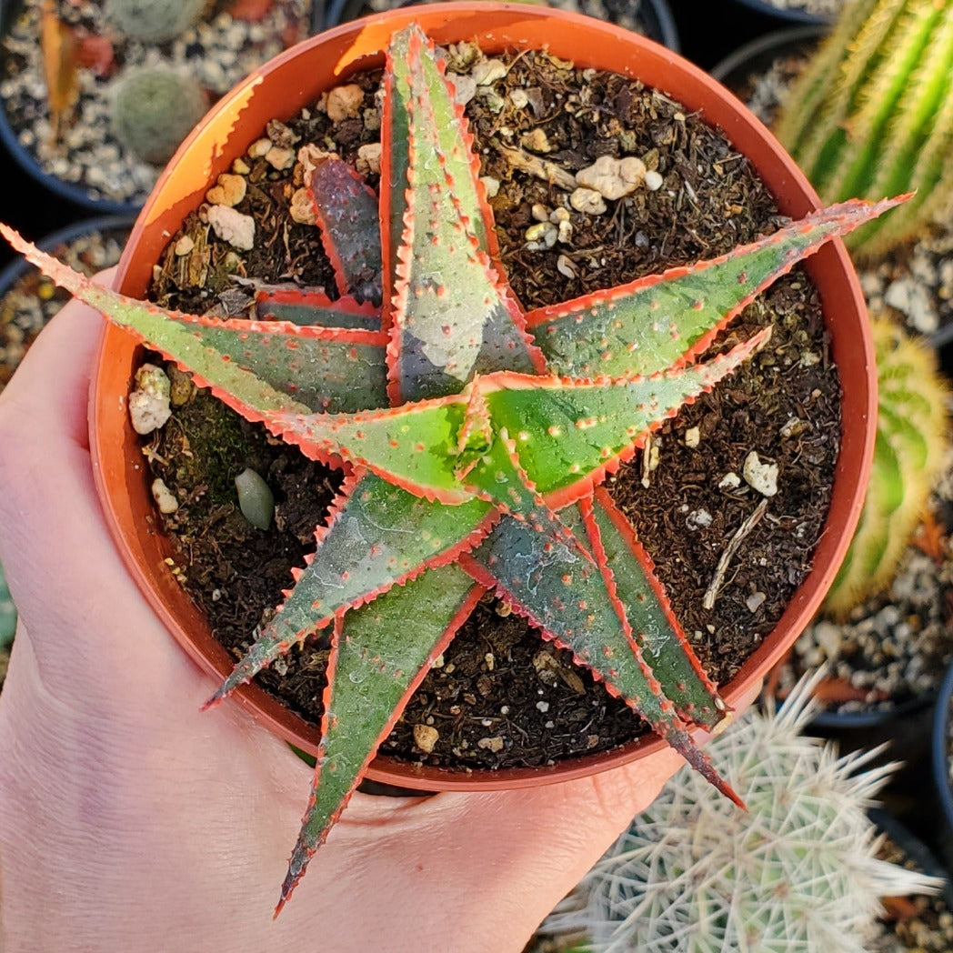 Aloe 'Christmas Sleigh'