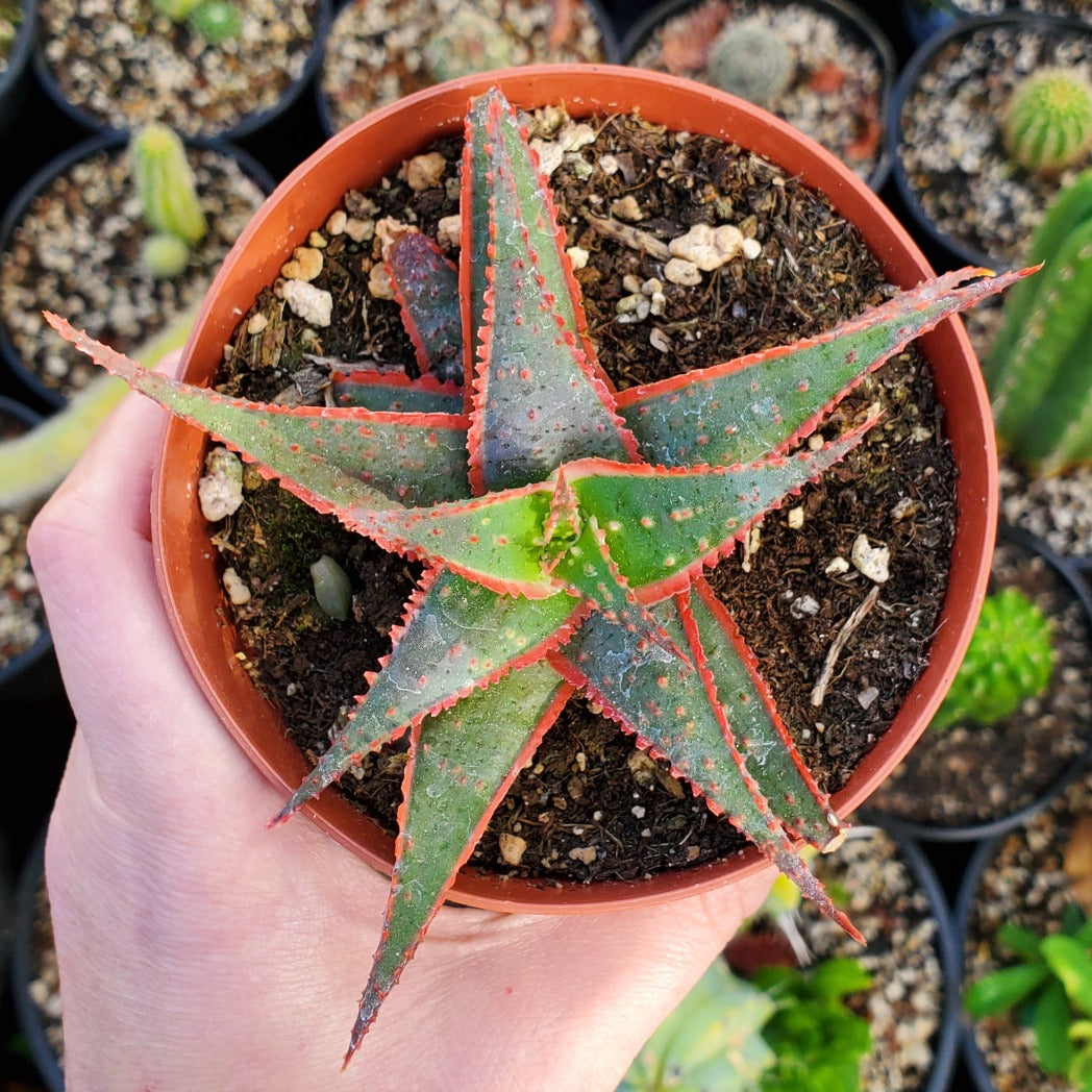 Aloe 'Christmas Sleigh'