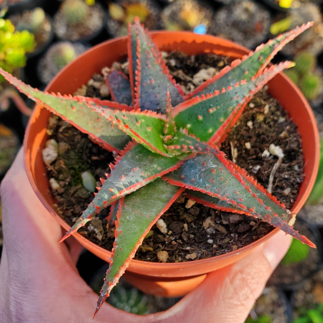 christmas aloe vera plant Aloe 'Christmas Sleigh'