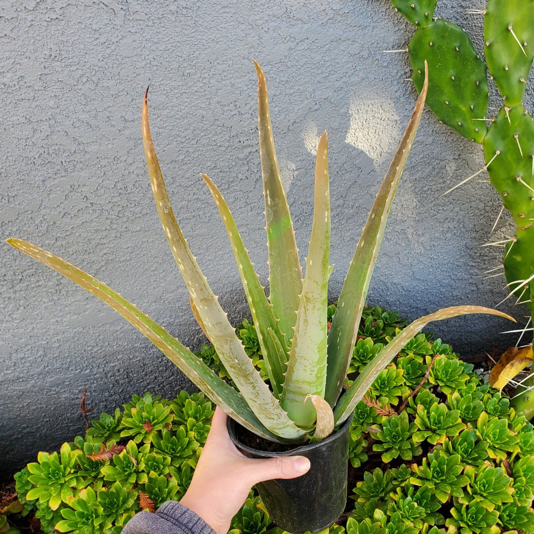 Aloe barbadensis miller 'Aloe Vera'