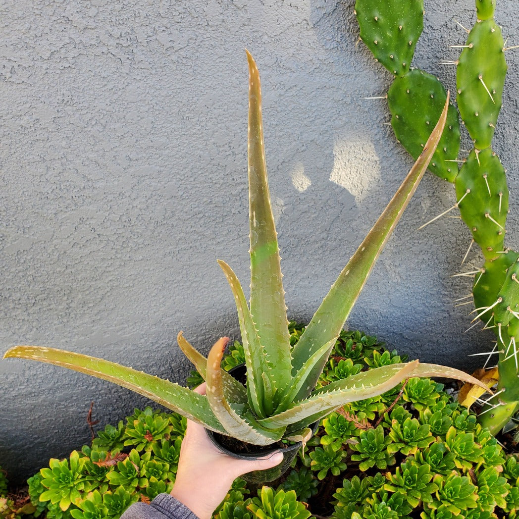 Aloe barbadensis miller 'Aloe Vera'