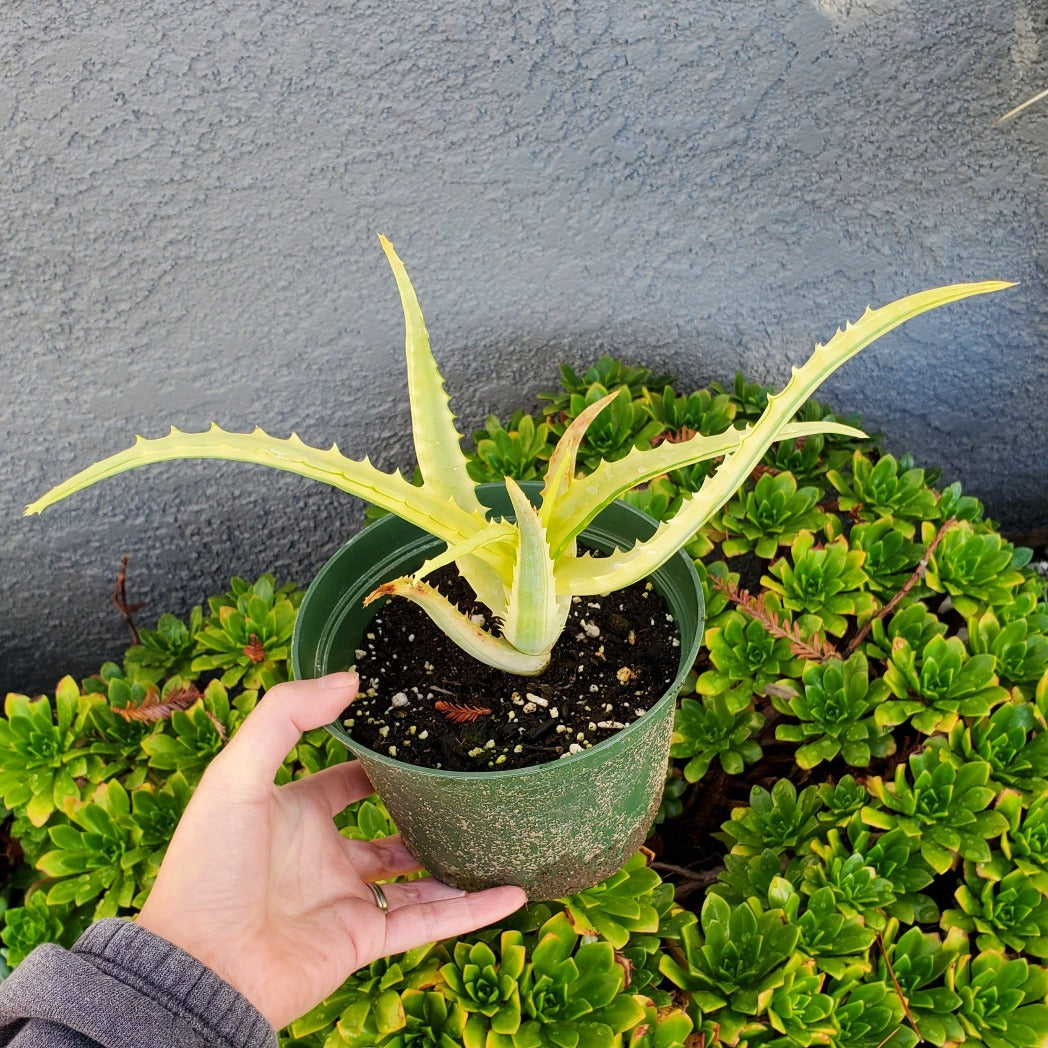 aloe vera arborescens plant Aloe arborescens 'Variegata'