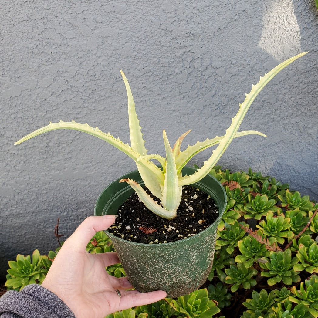 Aloe arborescens 'Variegata'