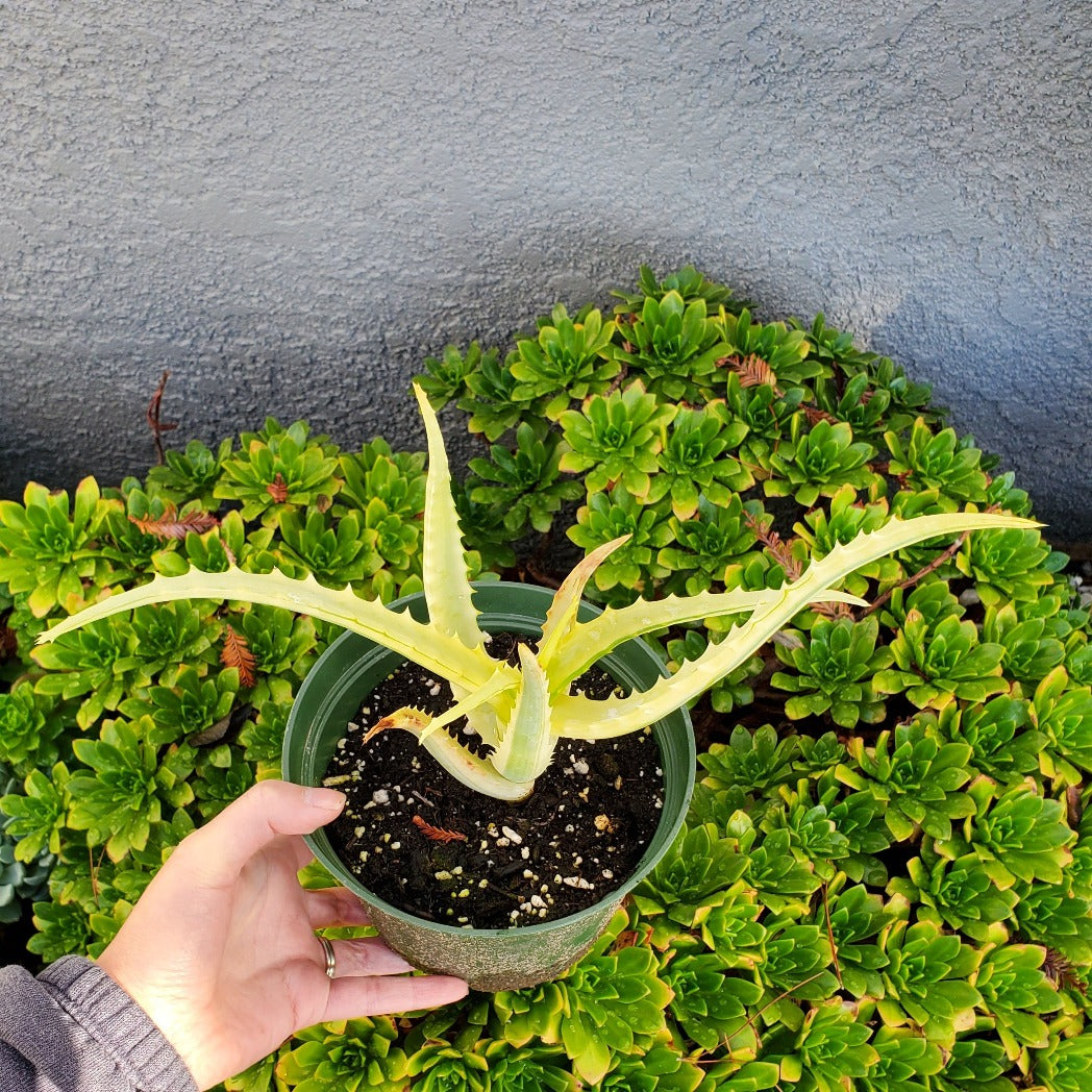 Aloe arborescens 'Variegata'