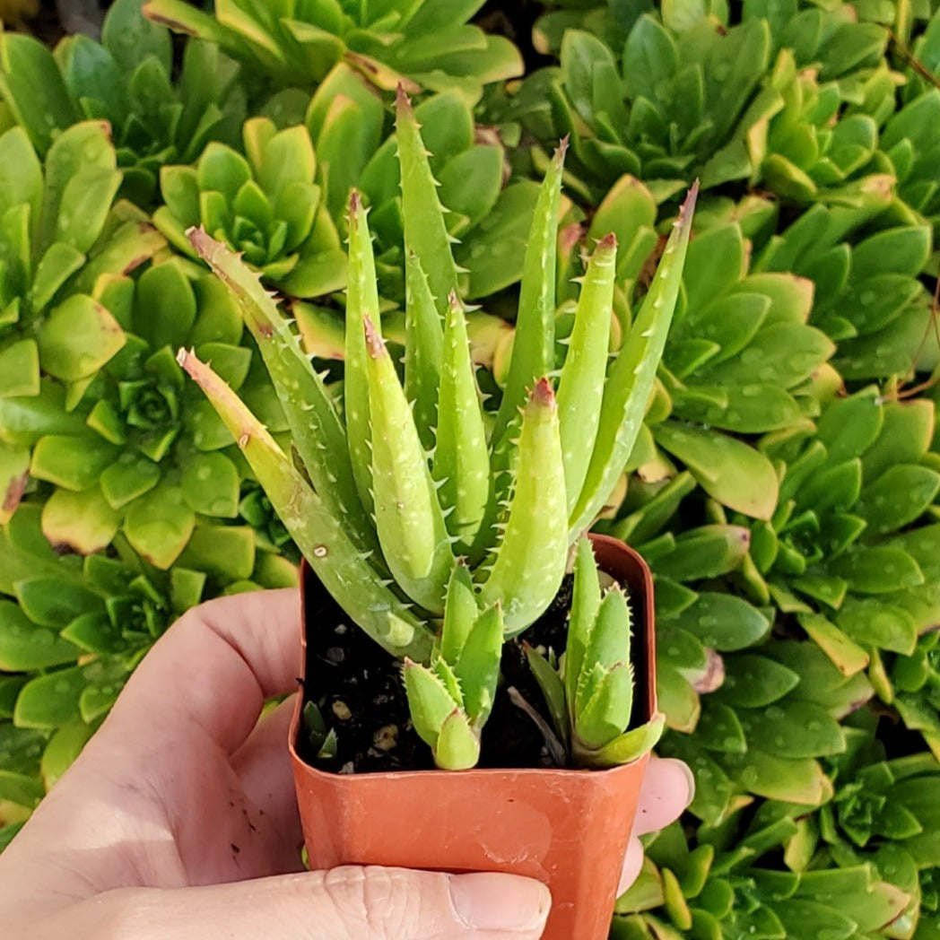 Aloe chinensis