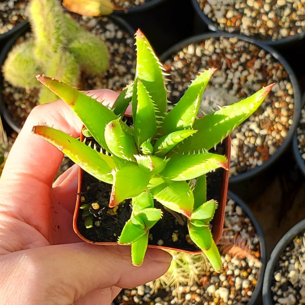 Aloe chinensis