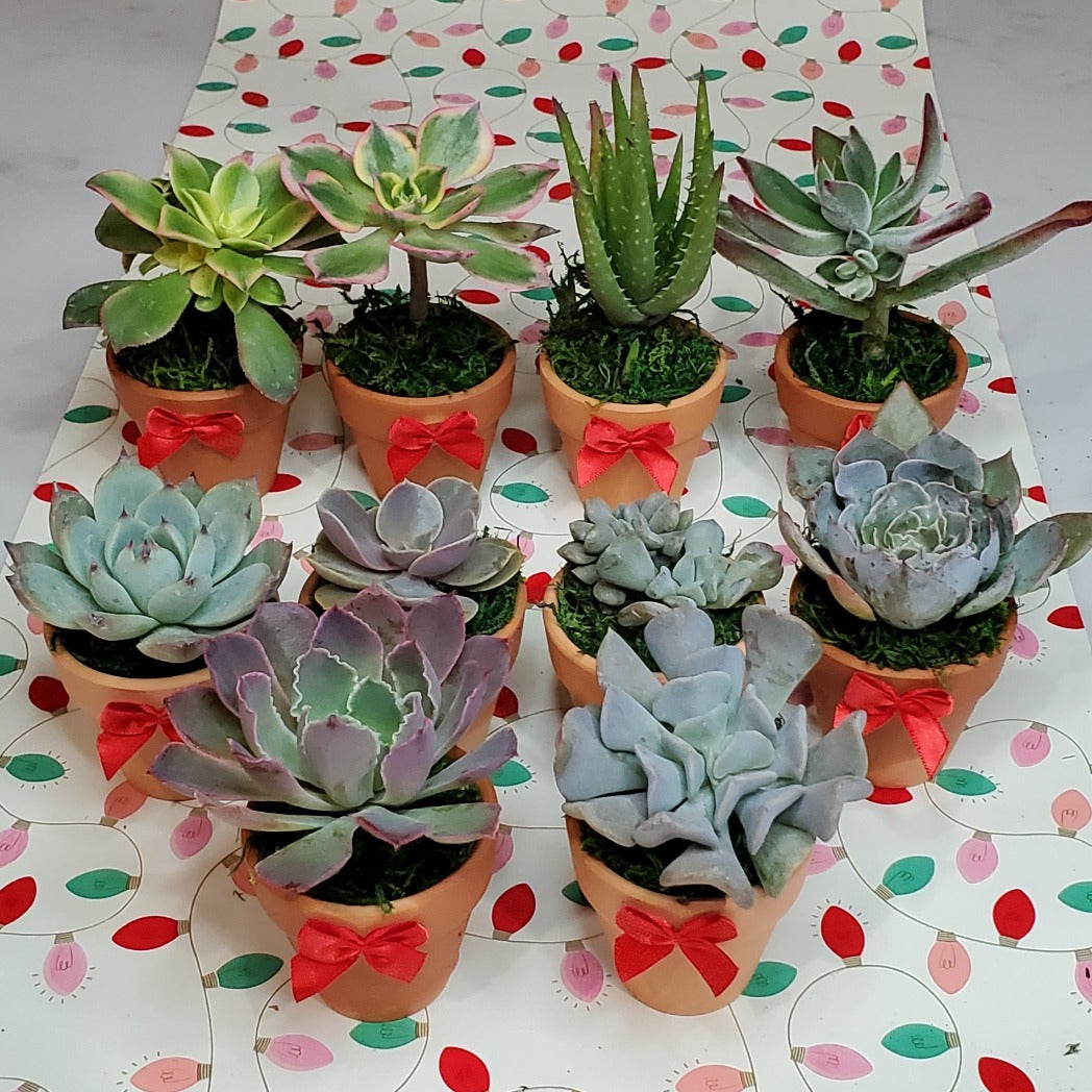 Holiday Themed Succulent Favors in Mini Pots