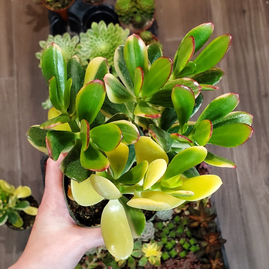 tricolor variegated jade plant Crassula ovata 'Tricolor Jade'