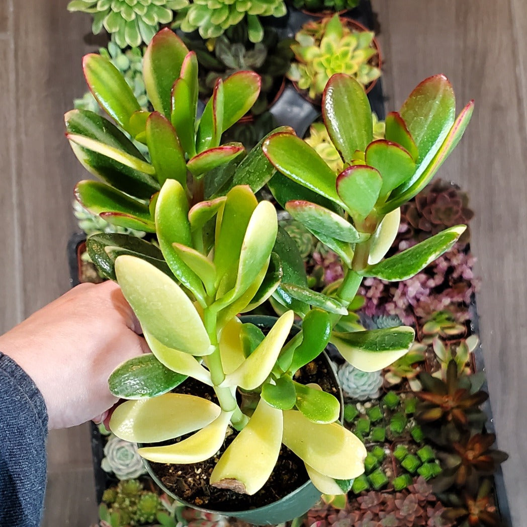 Crassula ovata 'Tricolor Jade'