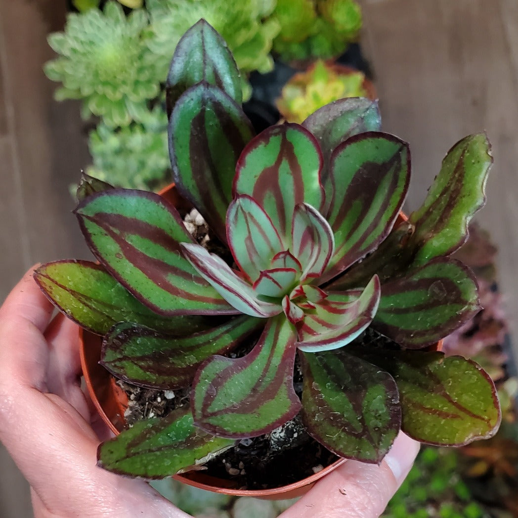 Echeveria nodulosa 'Painted Echeveria'