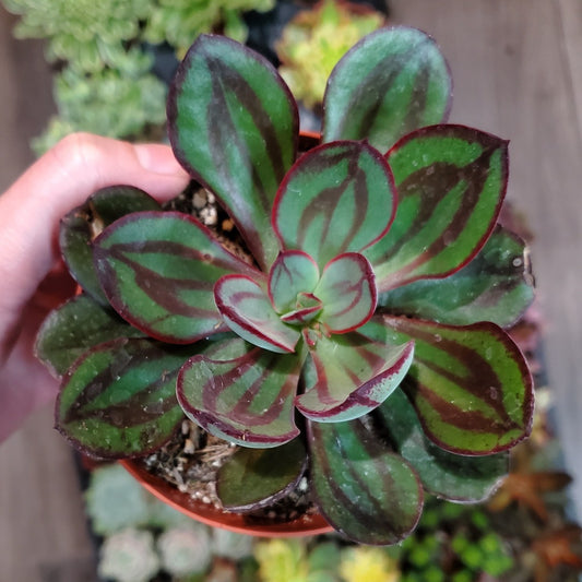 Echeveria nodulosa 'Painted Echeveria'