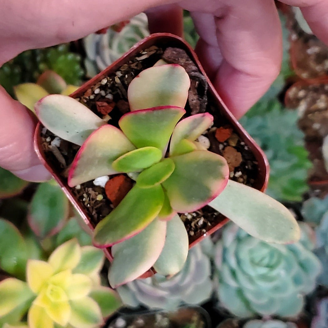 crassula platyphylla succulent Crassula platyphylla f. variegata