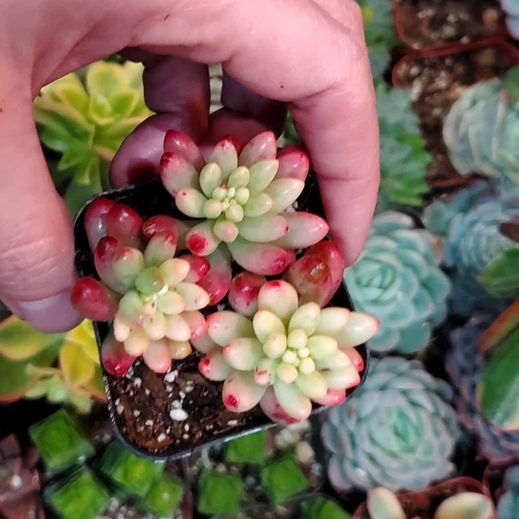 Sedum rubrotinctum 'Aurora' or 'Pink Jelly Bean'