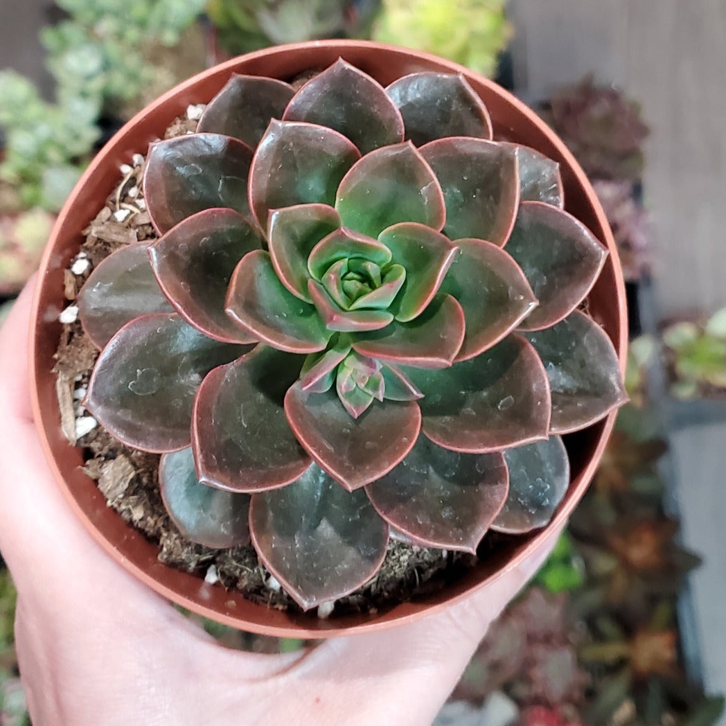 Echeveria 'Melaco'