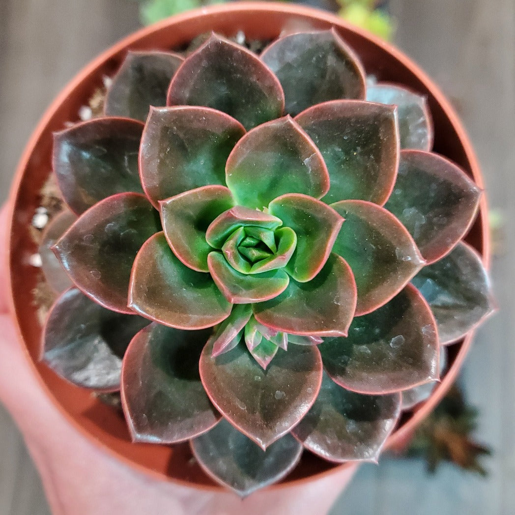 Echeveria 'Melaco'