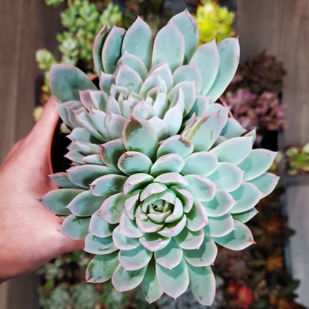 Echeveria 'Violet Queen'