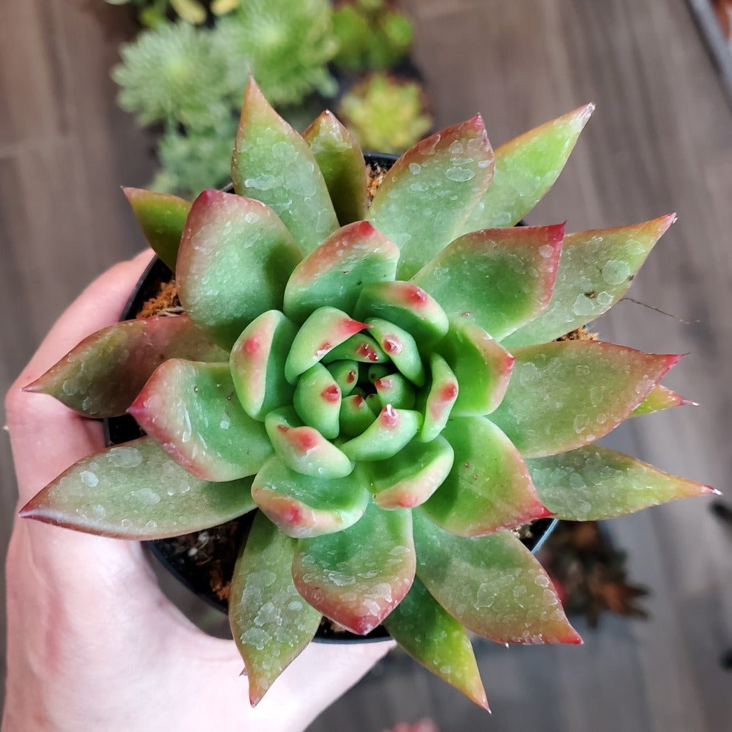 Echeveria agavoides 'Red Tip'